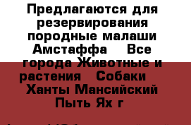 Предлагаются для резервирования породные малаши Амстаффа  - Все города Животные и растения » Собаки   . Ханты-Мансийский,Пыть-Ях г.